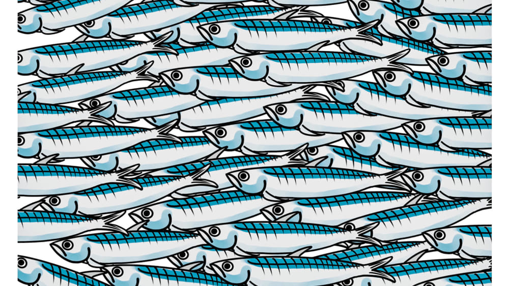 sardine 2